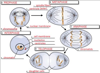 Diagram of the stages of mitosis: interphase, prophase, metaphase, anaphase, telophase
