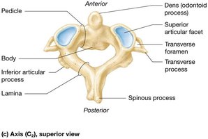 Axis (C2) superior view