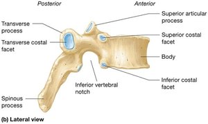 Lateral view of thoracic vertebra