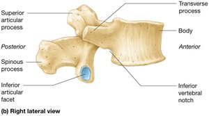 Right lateral view of lumbar vertebra