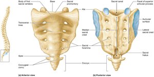 Anterior and posterior views of sacrum and coccyx