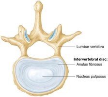 Structure of intervertebral disc