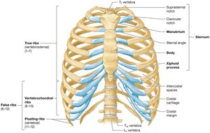 Structure of the thoracic cage