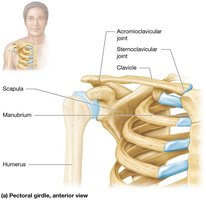 Pectoral girdle structure