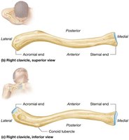 Structure of the clavicle