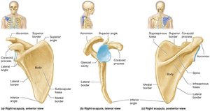 Structure of the scapula