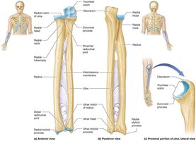 Structure of the radius and ulna