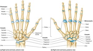 Structure of the wrist and hand
