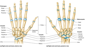 Structure of the hand and fingers