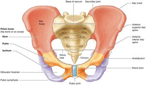 Structure of the pelvis and coxal bones
