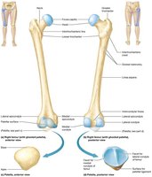 Structure of the femur and patella