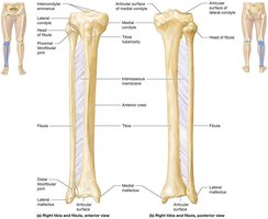 Structure of the tibia and fibula