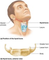Position and structure of the hyoid bone