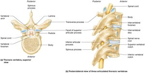 Structure of thoracic vertebrae