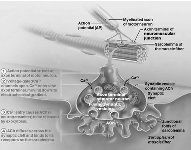 Anatomy & Physiology Study Guide: Muscle Structure & Function | Notes