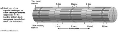 M Line Structure Anatomy & Physiology Study Guide: Muscle Structure & Function | Notes