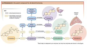 Cholesterol is the parent compound for all steroid hormones