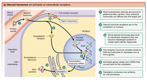 Steroid hormones act primarily on intracellular receptors