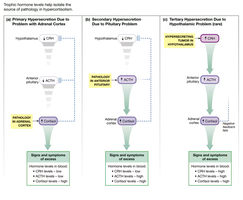 Trophic hormone levels help isolate the source of pathology in hypersecretion