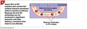 HDN: maternal antibody production