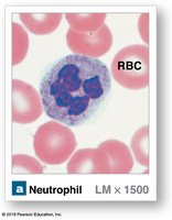 Neutrophil under microscope