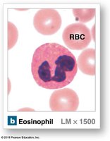 Eosinophil under microscope