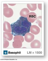 Basophil under microscope