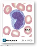 Monocyte under microscope