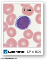 Lymphocyte under microscope
