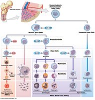 Origins and differentiation of formed elements