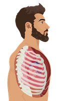 Lungs and alveoli structure