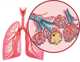Anatomical position front and back