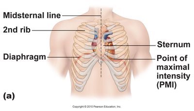 Surface anatomy of the heart showing midline, ribs, diaphragm, and point of maximal intensity