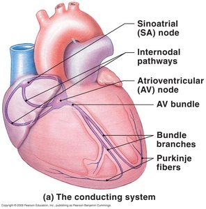Diagram of the heart's conduction system: SA node, AV node, bundle branches, Purkinje fibers