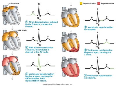Diagram showing EKG waves and corresponding heart events