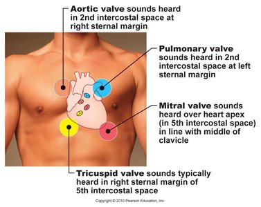 Auscultation points for heart valves on the chest