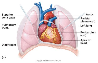 Heart in mediastinum, showing relationship to lungs, diaphragm, and major vessels