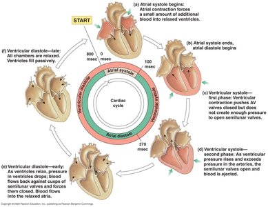 Diagram of the cardiac cycle with timing and phases