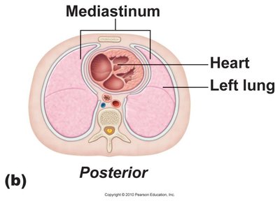 Transverse section showing mediastinum, heart, and left lung