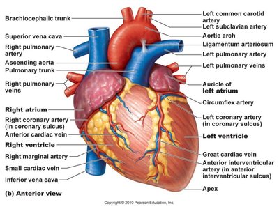 Anterior view of the heart with labeled structures and vessels