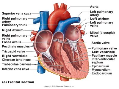 Frontal section of the heart showing chambers, valves, and internal structures