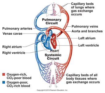 Diagram of pulmonary and systemic circuits with oxygen-rich and oxygen-poor blood