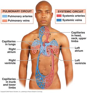Diagram of pulmonary and systemic circuits on human body