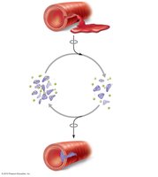 Positive feedback mechanism in platelet plug formation