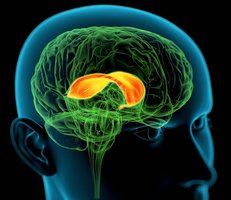 Corpus callosum in the brain