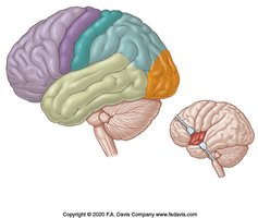 Functional areas of the cerebral cortex