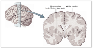 Gray and white matter in the cerebrum