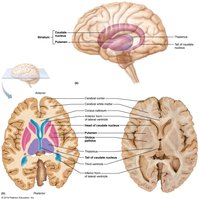 Basal nuclei in the brain