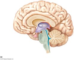 Diencephalon and its components