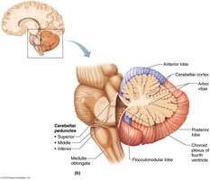 Cerebellum structure